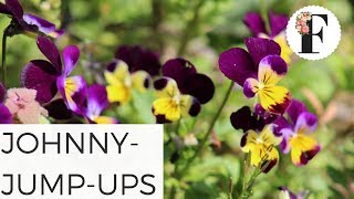 Johnny Jump Ups Viola Wild Pansy Growing Flowers from Seed Gardening for Beginners Cut Flower Farm [upl. by Schecter936]