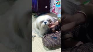 Lucky keyse akhon my mar liya bobypetlife shitzhu dog viralvideo [upl. by Zak610]