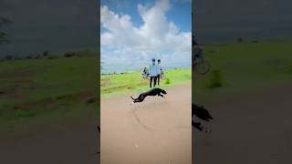 Greyhound Dog race  Kolhapur dog race  dog race  dog race Kolhapur  Maharashtra dog race  dog [upl. by Nariko109]