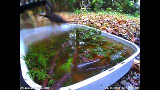 Buchfink Amsel Blaumeisen Kohlmeisen an der Wasserstelle 01112024 [upl. by Ragen]