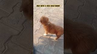 🐕Me kya karu dieting nahii hoti mujse doglover shortfeed shortvideo trendingytshortsviralshorts [upl. by Aibar]