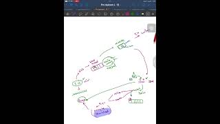 Lec 6 apicomplexa  sarcocystis [upl. by Devlin]