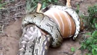 Huge Snake Python Eating A Deer [upl. by Ricard]