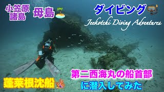 小笠原諸島・母島🏝ダイビング🤿蓬莱根沈船🪸第二西海丸の船首部に潜入してみた😆👌2024年7月 [upl. by Snah]