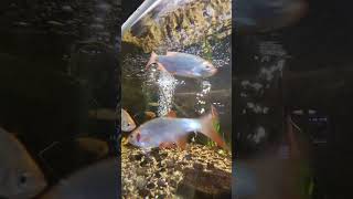 Mini aquarium setup youtubeshorts aquarium foryou powercotv [upl. by Outhe438]