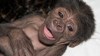 Baby Gorilla Introduced to Family at San Diego Zoo Safari Park [upl. by Nyltyak]