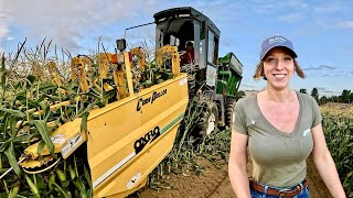 Sweet Corn Harvesting [upl. by Neelloj417]