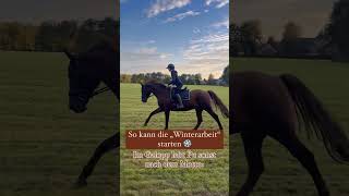 Galopp auf der Wiese 🐴☀️ pferde ausreiten reiten [upl. by Comptom677]