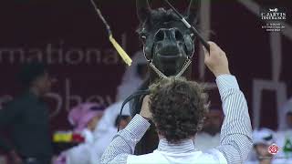 N 105 SHAMIKHAT AL HAWAJER Al Shaqab International Arabian Horse Show 2024 Fillies 2 Years Old C [upl. by Bettencourt618]