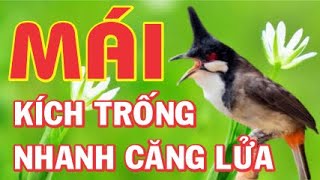 CHÀO MÀO MÁI KÍCH TRỐNG CĂNG LỬA  Thúc Chim Trống siêng hót  Luyện Giọng Hót Sáng [upl. by Bernardo136]