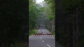 Deer are cross the forest road 👍👍😀😀 [upl. by Adnorahc847]