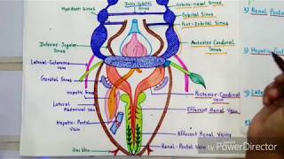 Venous System Of Scoliodon [upl. by Evot]