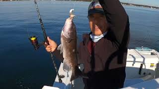 Black Fish Fishing Report Western Sound어느 낚시꾼의 하루 Captain Jays Diary [upl. by Asyle]