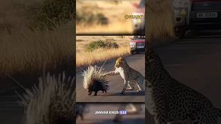 Porcupineporcupine vs pagolinporcupine attackshorts viralvideo [upl. by Forbes259]