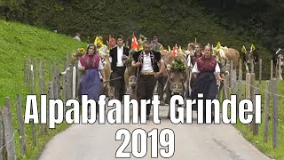 Alpabfahrt Grindel 2019 [upl. by Eanert837]