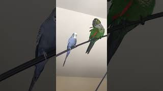 Cute conure parrot and her budgie friend hanging out together [upl. by Enaols]