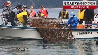 【速報】奄美大島で2年ぶりに養殖モズク収穫 [upl. by Aerdnad]