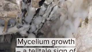 Recognising dry rot mycelium growth [upl. by Abey]