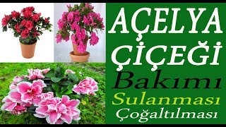 Açelya çiçeğinin bakımı sulanması ve toprak değişimi Azalea flower care [upl. by Hermann]