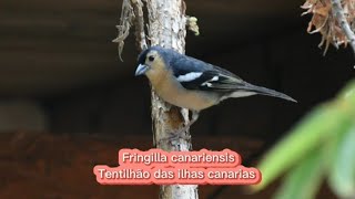 O canto do Tentilhão das Ilhas canarias  Fringilla canariensis [upl. by Assilram]