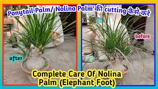 Complete Care Of Nolina Palm Elephant FootNolina Palm की cutting कैसे करे  Baghwani695 [upl. by Fini]