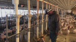 Real Pig Farming 101  Wean to Finish Barns [upl. by Edalb]