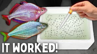 BREEDING Rainbowfish  Over 500 Fry Yield [upl. by Tompkins]