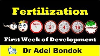 Fertilization and First Week of Development Dr Adel Bondok [upl. by Aisyla884]