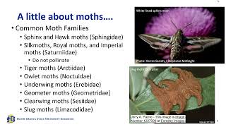 2024 Garden Hour July 16 Moths Potatoes Trees and Insect Watch [upl. by Adoc]