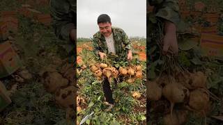 Jicamas harvesting activities from farmers and cutting so fresh with rural farming life reels [upl. by Careaga720]