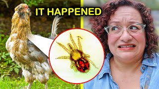 How I FINALLY Got Rid of Poultry Red Mite [upl. by Stanton]