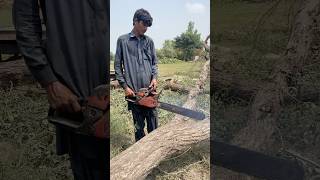 Woodcutter cutting wood with Automatic Sawviralforyou youtubeshorts machine fyp [upl. by Sublett]