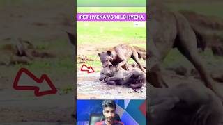 Pet Hyena vs Wild Hyena Epic Battle For Survival [upl. by Bollinger996]