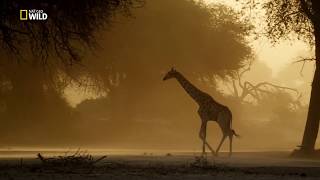 Namibya  Vahşi Yolculuk  Nat Geo Wild HD  Türkçe Belgesel [upl. by Asyle434]