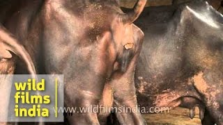 Indian buffalo empties its bowels [upl. by Benildis583]