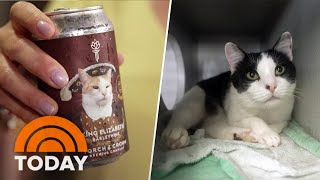 How this NYC brewery is giving rescue cats new purrrpose [upl. by Eiznekcm]