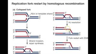 Homologous Recombination III [upl. by Anirbys285]