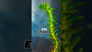 Top 5 FastGrowing Aquarium Plants☘️plantedtank aquarium [upl. by Paulie]