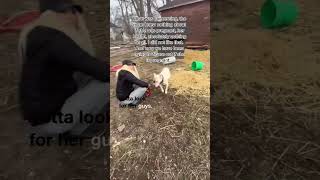 Dog Saved From Horrific Conditions  Pit Bulls [upl. by Adigun]