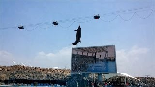 【説明欄に高画質あり】 イルカのパフォーマンスショー （名古屋港水族館） [upl. by Higgs]