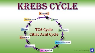 11 Krebs Cycle TCA Cycle Citric acid Cycle  Carbohydrates Metabolism  Biochemistry [upl. by Orson]