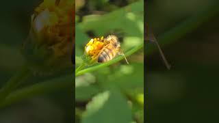 花粉だんごがくっついてたぁ～ ﾟ∀ﾟ☝️ 昆虫すごいぜ 昆虫 nature insects [upl. by Adiela]