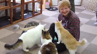 Ed plays Thinking Out Loud to cats x Tour Diary Part 2 [upl. by Killy]