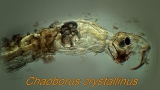 Chaoborus crystallinus [upl. by Juliann]