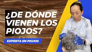 🤔 ¿De dónde vienen los piojos Mitos y verdades [upl. by Limber]