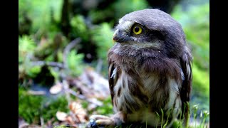 Sóweczka Glaucidium passerinum European Pygmy Owl [upl. by Anelram]