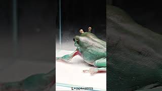 Australian Green Tree Frog ate Lizards tail [upl. by Kurtzig]