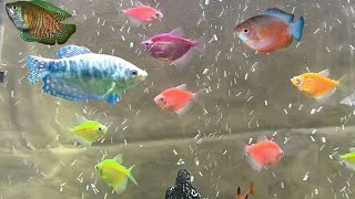 Can glofish tetras and gourami fish live together  can you mix gouramis and glofish tetras [upl. by Phaidra]