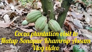 Cocoa plantation visit Natap Sonapur Khamrup Assam Vlog video [upl. by Diskin]