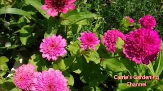 zinderella zinnias what do zinderella zinnias look like how to deal with powdery mildew on plants [upl. by Enos396]